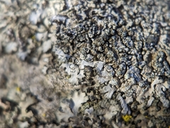 Phaeophyscia adiastola