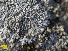 Phaeophyscia adiastola