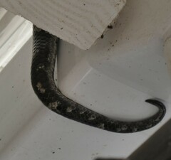 Chilabothrus strigilatus
