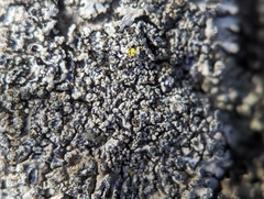 Phaeophyscia adiastola