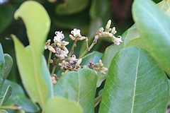 Cupaniopsis anacardioides