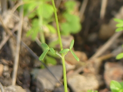 Lithophragma