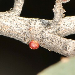 Neuroterus alexandrae