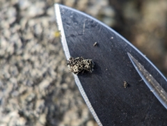 Phaeophyscia adiastola