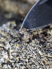 Phaeophyscia adiastola