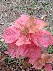 Acalypha wilkesiana