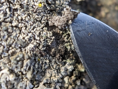 Phaeophyscia adiastola