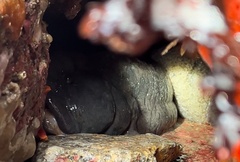 Cebidichthys violaceus