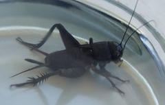 Teleogryllus commodus
