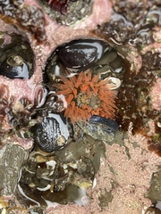 Anthopleura artemisia