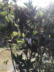 Codiaeum variegatum