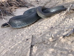 Coluber constrictor foxii