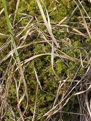 Thuidium delicatulum