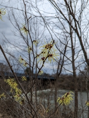 Hamamelis vernalis