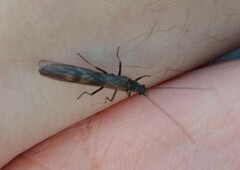 Plecoptera