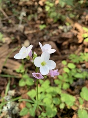 Cardamine