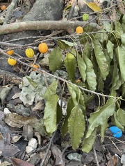 Sideroxylon foetidissimum