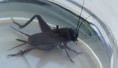 Teleogryllus commodus