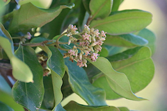 Cupaniopsis anacardioides