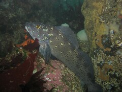 Hexagrammos decagrammus