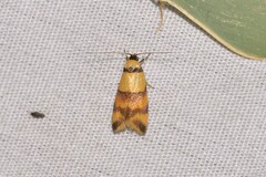 Saphezona pholidoxantha