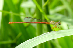 Ceriagrion aeruginosum