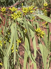 Eucalyptus flindersii