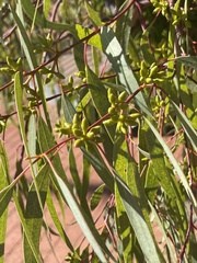 Eucalyptus flindersii