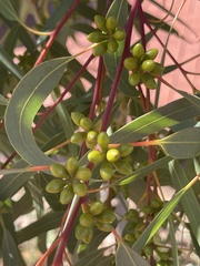 Eucalyptus flindersii