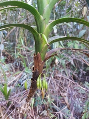 Maxillaria aurea