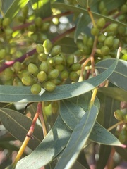 Eucalyptus flindersii