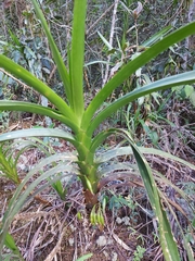 Maxillaria aurea