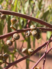 Eucalyptus flindersii