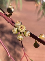 Eucalyptus flindersii