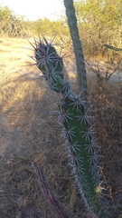 Stenocereus standleyi