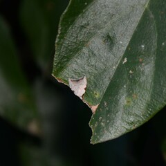 Zonopetala viscata