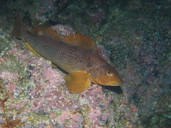 Hexagrammos decagrammus