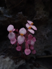Begonia antsiranensis image