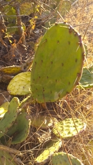 Opuntia decumbens