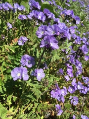 Phacelia ciliata