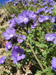 Phacelia ciliata