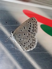 Pseudozizeeria maha okinawana
