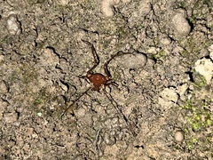 Krateromaspis dilatata