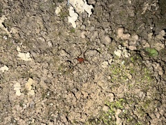 Krateromaspis dilatata