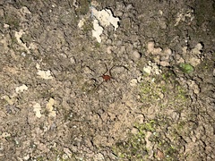 Krateromaspis dilatata