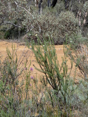 Petrophile ericifolia