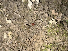 Krateromaspis dilatata