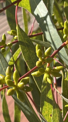 Eucalyptus flindersii