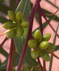 Eucalyptus flindersii