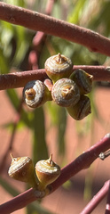Eucalyptus flindersii